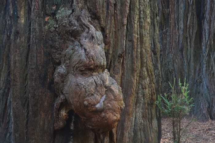 redwood trees
